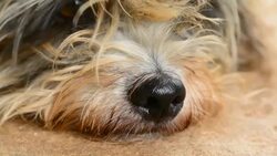 Nose the puppy Stock Footage