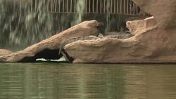 Big smiles all round at Crocodile park News Clip