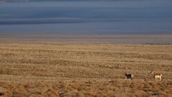 Feeding antelopes Stock Footage