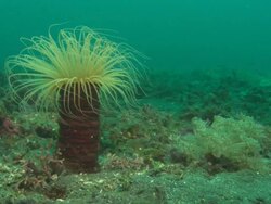 Yellow tube anemone, waving in close up. Indonesia  Stock Footage