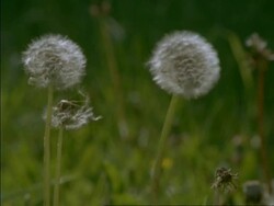 CU Dandelion Seed Heads (Taraxacum officinale) blowing in breeze, England Stock Footage