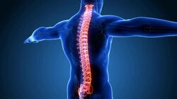 Loopable Human Spine Scan Stock Footage