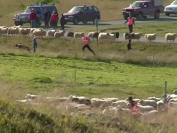MS Shot of sheep moving through and people leading them from above during rettir / Skagafjorour, Nordhurland Vestra, Iceland  Stock Footage