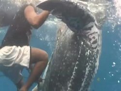 Harpooned Leatherback turtle (Dermochelys coriacea) struggling and hunters beating it, Kei Islands, Indonesia Stock Footage