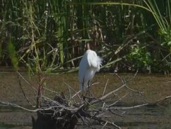 Egret Preening on a Branch Stock Footage