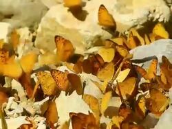 Colorful butterfly Stock Footage