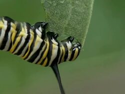 CU of feeding behavior of a monarch caterpillar Stock Footage