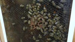 Bees with honeycomb Stock Footage