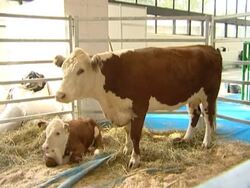 Dairy farm Stock Footage