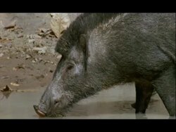 CU Warthog drinking at waterhole, walks off, India Stock Footage