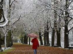 MS Woman walking in snowfall one avenue of trees along /  Landshut, Bavaria, Germany Stock Footage