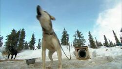 Dogs chained to their kennels bark and scratch. Stock Footage