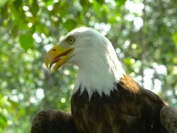 HD SLOW MOTION: Bald Eagle, Looking Around Stock Footage