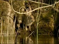 Rabbit (Oryctolagus cuniculus) drinking, Jandula River, Sierra Morena, Southern Spain Stock Footage