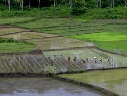 Aerial view of workers in flooded paddyfield Stock Footage