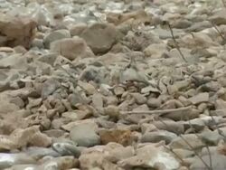 Bridled tern, Sterna anaethetus, camouflaged chick asleep on nest of stones, zoom in to CU, Oman Stock Footage