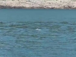 HD: Dolphins Stock Footage