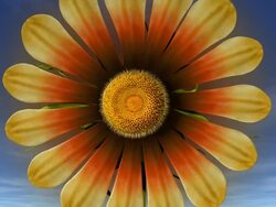 3D flower opening FRONT VIEW Stock Footage