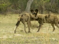MS ZI Pack of African wild dogs resting and interacting / Okavango Delta, North West District, Botswana Stock Footage