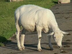MS Shot of sheep on salt meadows, North Sea North Frisia / Westerhever / Westerhever, Schleswig Holstein, Germany Stock Footage