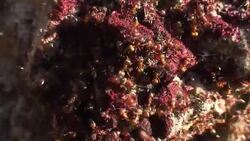 Red Ants Stock Footage