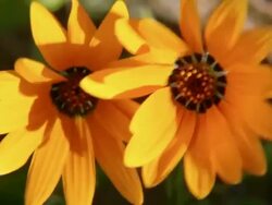 MS Shot of Orange Namaqualand daisies / Namaqualand, Northern Cape, South Africa Stock Footage