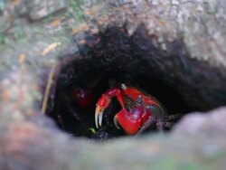 CU Shot of Red Clawed Crab staying in hole / Incheon, South Korea Stock Footage