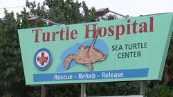 VOICED : Sea turtles with tumors fill Florida hospital News Clip