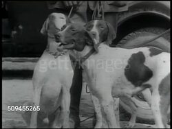 1936: FIELD TRIALS: MS Three Pointers on leads standing next to car. Pointers dogs standing in row by kennel fence. MS Pointer dog looking through fencing. Instructional Video