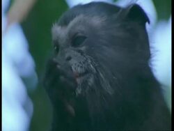 CU Black mantled tamarin, Saguinus nigricollis, eating fruit, Amazon, South America Stock Footage