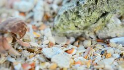 close up: tiny Hermit crab walk Stock Footage