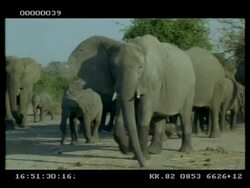 MS African Elephant (Loxodonta africana) herd, inc. young, grazing, walking, Botswana Stock Footage