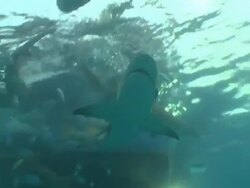 Low Angle hand-held tilt-down tilt-up zoom-in - Sharks and smaller fish swarm below a boat that passes overhead. Stock Footage