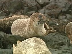 CU Grey seal (Halichoerus grypus) clapping, Norfolk, UK Stock Footage