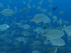 MS Golden trevally schooling / Palau, Micronesia, Palau  Stock Footage
