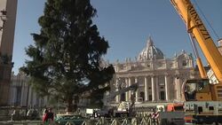 25-metre-tall Christmas tree from Bavaria erected in St Peter's Square Instructional Video