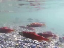 Kokanee Run Stock Footage