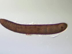Single mature egg of the biting midge Culicoides nubeculosus containing L1 larva. A common species often found breeding in mud contaminated with cattle dung around farms. Stock Footage