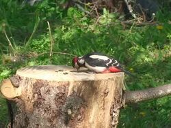 Great Spotted Woodpecker Stock Footage