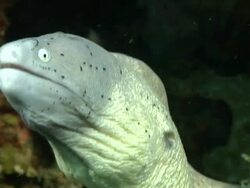 CU Shot of Geometric moray eel lying in rock crevice covering with coral and molluscs / Matola, Maputo, Mozambique Stock Footage