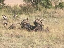 Vulture Stock Footage