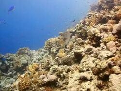 Coral And Fish Stock Footage