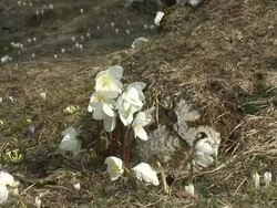 HD: Spring flowers Stock Footage