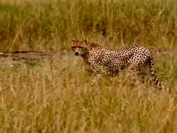 MS PAN TS Cheetah walking right to left through grassland / Masai Mara, Kenya Stock Footage