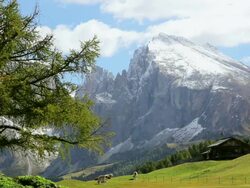 WS Cattle grazing in an Alpine meadow in front of snow-capped peak / Italy Stock Footage