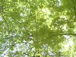 HD CRANE: Tree tops Stock Footage
