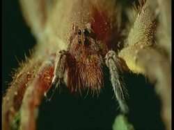 BCU of spider, South America Stock Footage