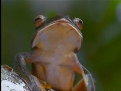 Frog resting, breathing movements, Indian rainforest Stock Footage