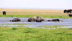 Elephants Fight Trainings Stock Footage