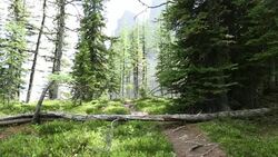 Man and dog hike forest trail Stock Footage